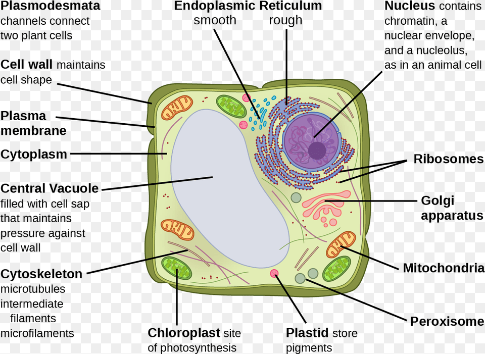 This Illustration Depicts A Typical Eukaryotic Plant Vesicles On A Plant Cell, Pattern, Diaper Free Png