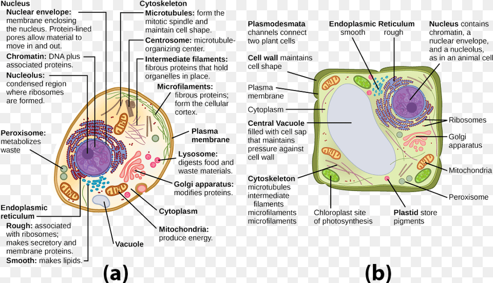 This Illustration Shows A Typical Eukaryotic Animal Plant Cell Cytoskeleton Clipart, Ct Scan, Diagram Png Image