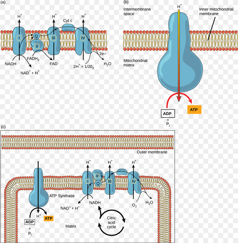 This Illustration Shows The Electron Transport Chain Electron Transport Chain Free Transparent Png