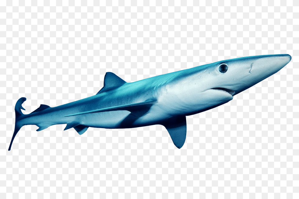 This Image Blue Shark Transparent Background, Animal, Fish, Sea Life Png