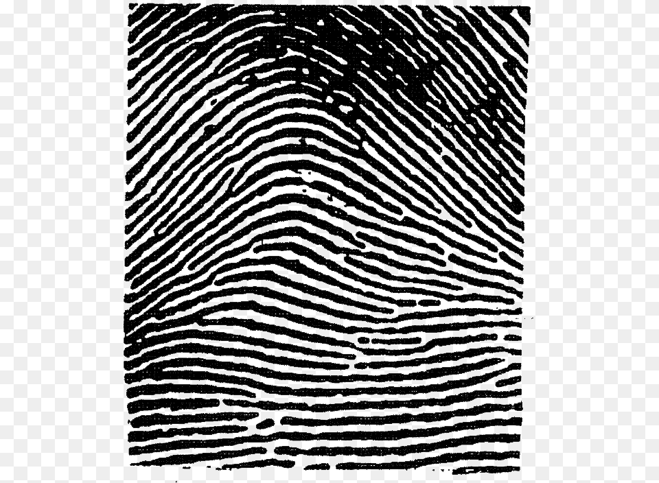 This Image Used For Decorative Purposes Only Arch Fingerprint, Home Decor, Animal, Mammal, Texture Png