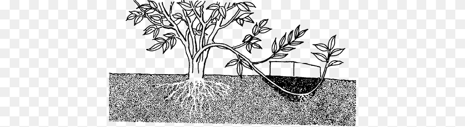 This Is A Drawing Of A Propagation Technique Called Mexican Pinyon, Art, Plant, Root, Person Free Transparent Png