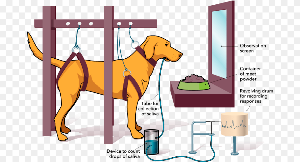 This Is A Drawing Showing One Of Pavlov39s Dogs Restrained Hunting Dog, Lamp, Animal, Mammal, Canine Free Png Download
