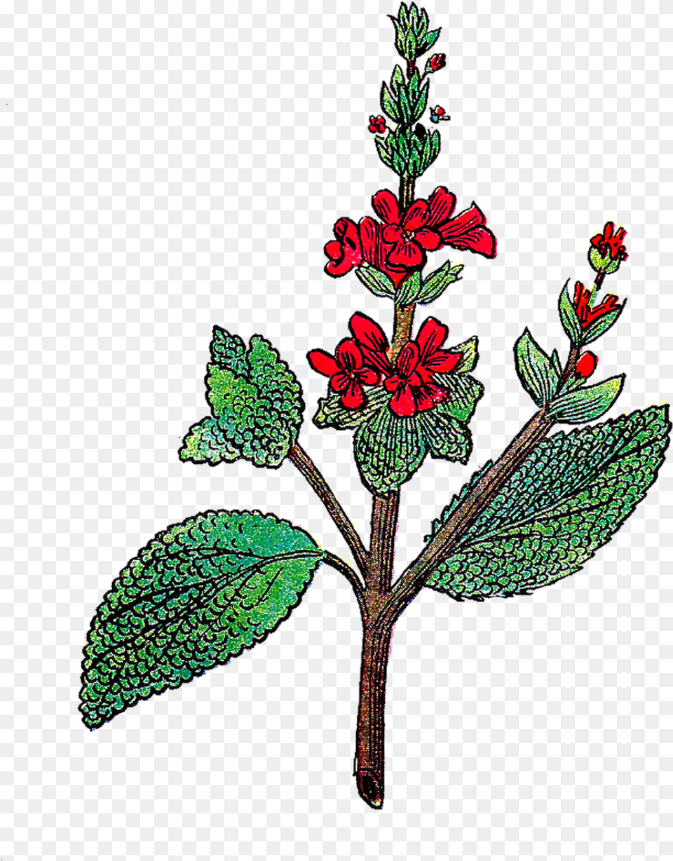 This Is A Gorgeous Vibrant Illustration Of The Herb, Acanthaceae, Plant, Flower, Pattern Png Image