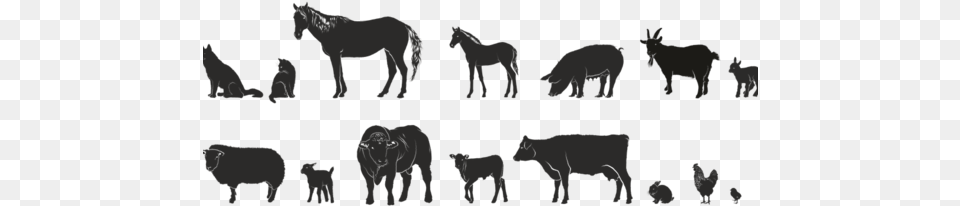 This Is A Great Opportunity To Expand Your Knowledge Bull 539x739area Rug, Animal, Horse, Mammal, Baby Free Transparent Png