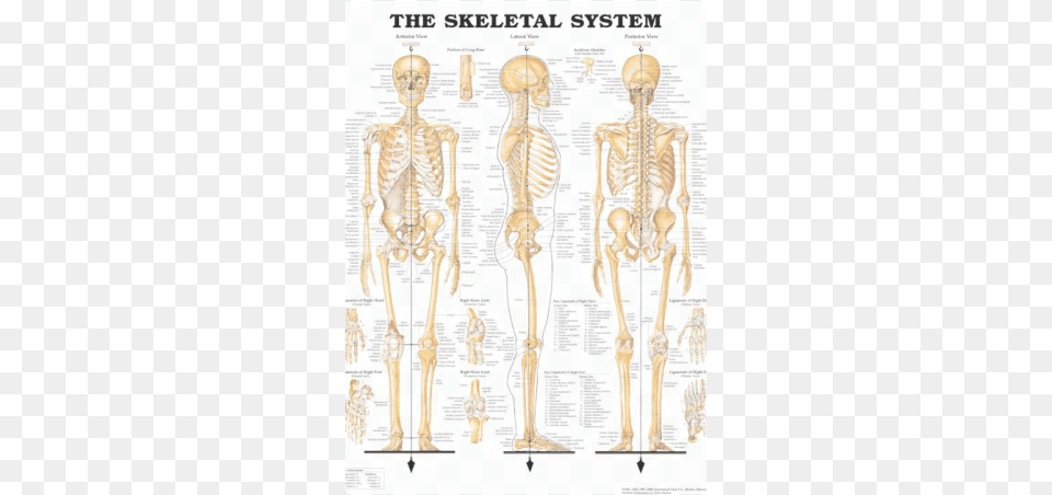 This Is A Picture Os The Skeletal System Skeletal System Anatomical Chart, Skeleton Free Png Download