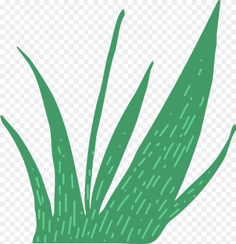 This Is A Sticker Of Grass Agave Azul, Plant, Aloe, Leaf Png Image