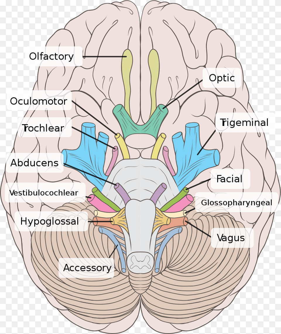 This Is An Top View Of The Brain With The Cranial Nerves Cranial Nerves, Baby, Person Png