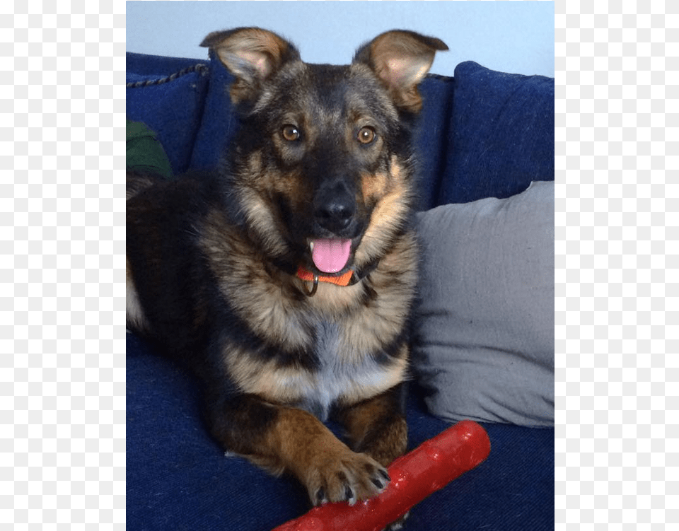 This Is Rigby He Is 9 Month Old Neutered Male Shepherd Companion Dog, Couch, Furniture, Animal, Canine Free Png Download