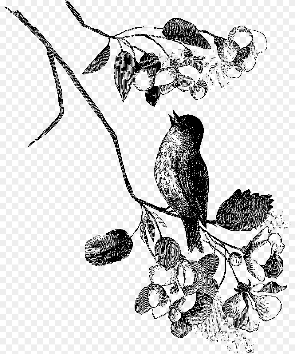 This Is Such A Wonderfully Charming Bird Image Especially Clip Art, Person, Black Free Png