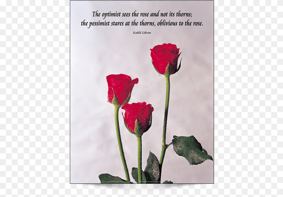 This Is The English Version Of Poster Design Optimist See The Rose, Flower, Plant, Petal Free Png