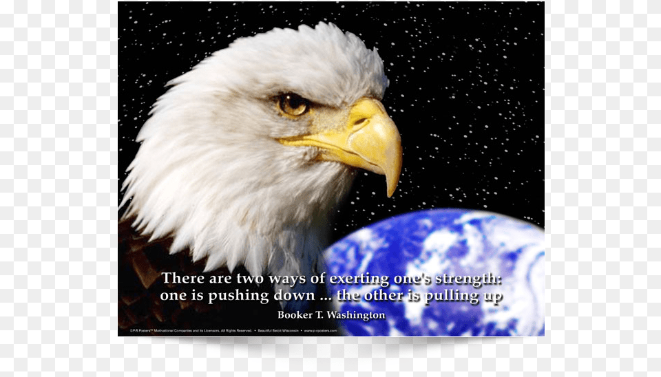 This Is The English Version Of Poster Design Patriotic Eagle, Animal, Beak, Bird, Bald Eagle Png Image