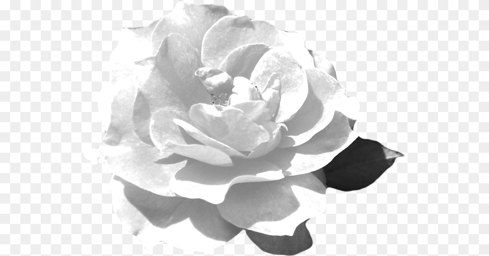 This Is The Rose Flower Guitar Silhouette Echeveria, Petal, Plant Free Png