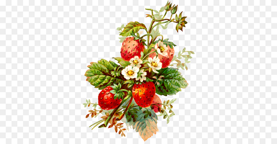 This Is The Time Of Year To Make The Most Of The Sweetest Strawberry Vintage, Berry, Food, Fruit, Plant Png Image