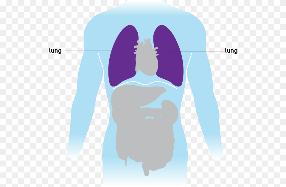 This Is Where The Lungs Are Situated In The Torso Illustration, Ct Scan, Adult, Bride, Female Free Png