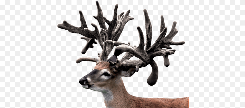 This Monster Whitetail Buck Was 2501 4082 4013 Antler, Animal, Deer, Mammal, Wildlife Free Png Download