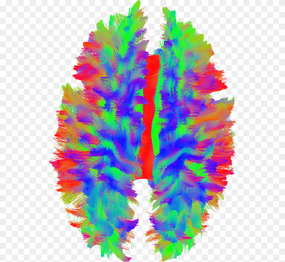 This Picture Illustrates The Nerve Fibers Of The Brain, Accessories, Pattern, Fractal, Ornament Png Image