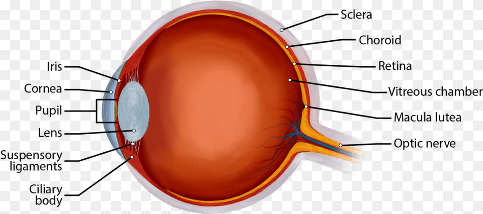 This Picture Shows A Section Through An Eye Showing Eye, Racket, Cup Png
