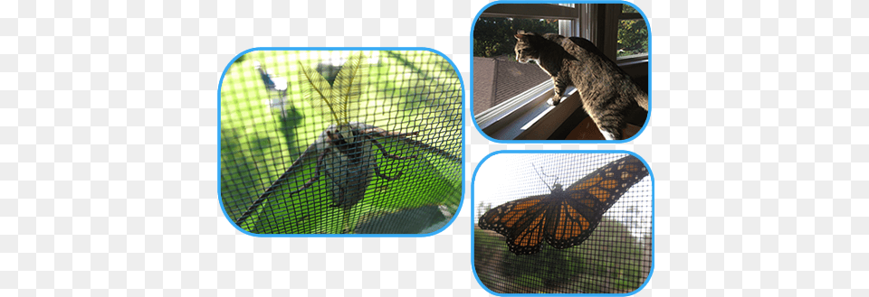 This Picture Shows Three Mosquito Screen Meshes With Mosquito, Animal, Cat, Mammal, Pet Free Png Download