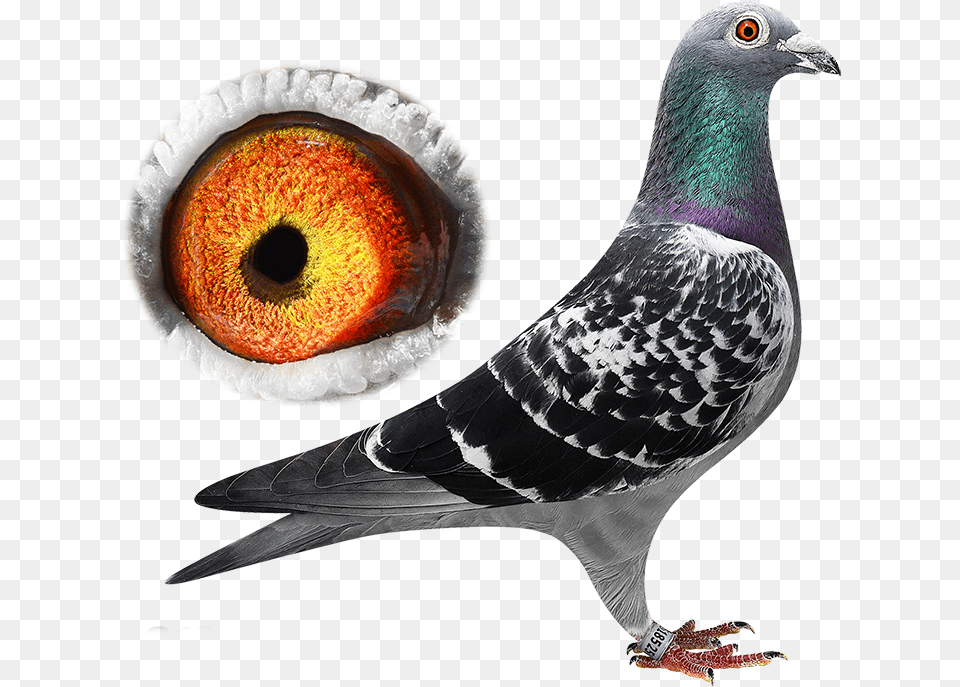 This Pigeon Is Reserved Columbinae, Animal, Bird, Dove Png