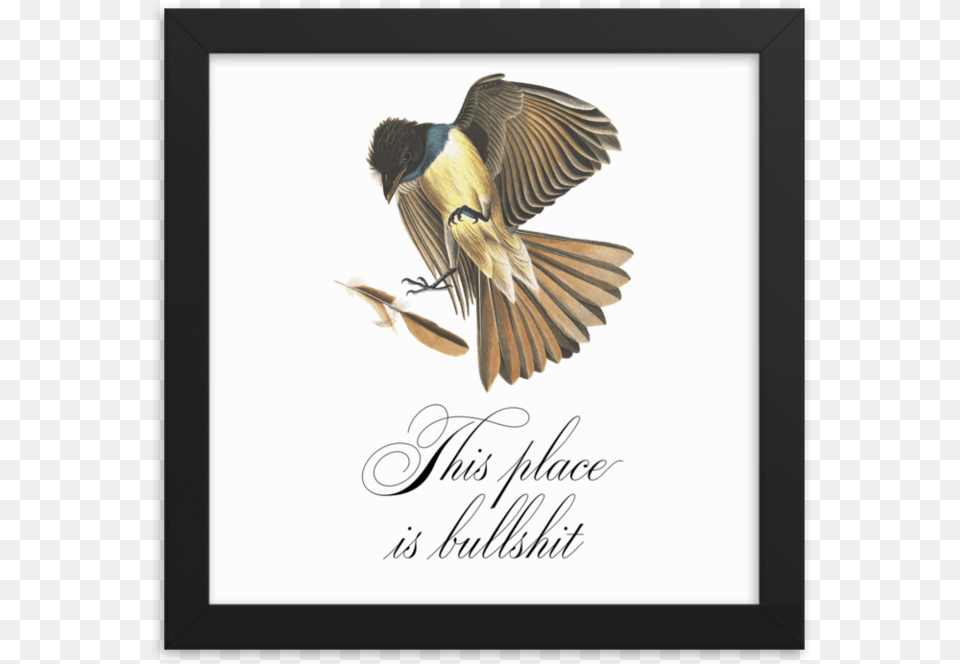 This Place Is Bullshit Framedsrcset Data Scrub Jay, Animal, Bird, Flying, Finch Free Transparent Png