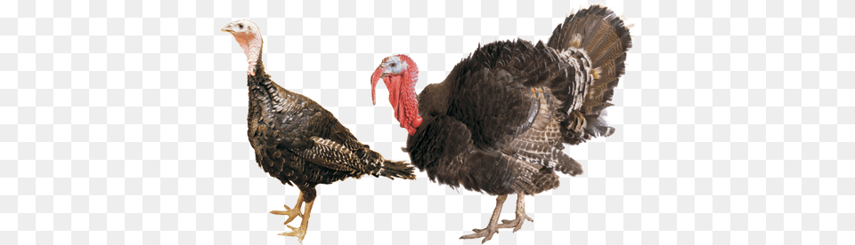 This Premium Broad Breasted Turkey Has Excellent Conformation Orlopp Bronze Turkey, Animal, Bird, Fowl, Poultry Free Png Download