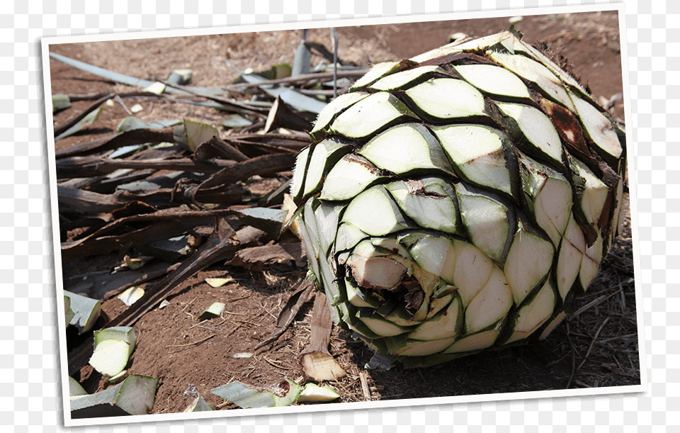 This Process Allows Us To Capture The Spirit Of Baja Egg, Food, Produce, Fruit, Pineapple Png