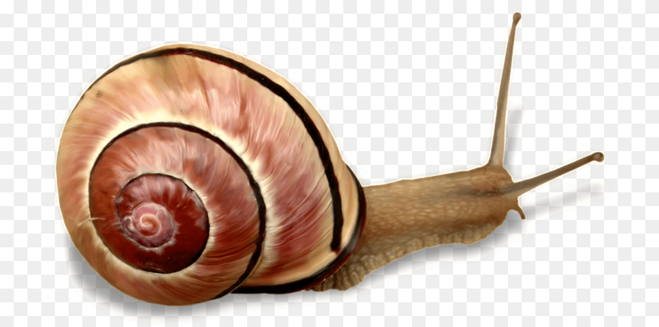 This Product Design Is Animal Snail Transparent About Snail, Invertebrate Png Image