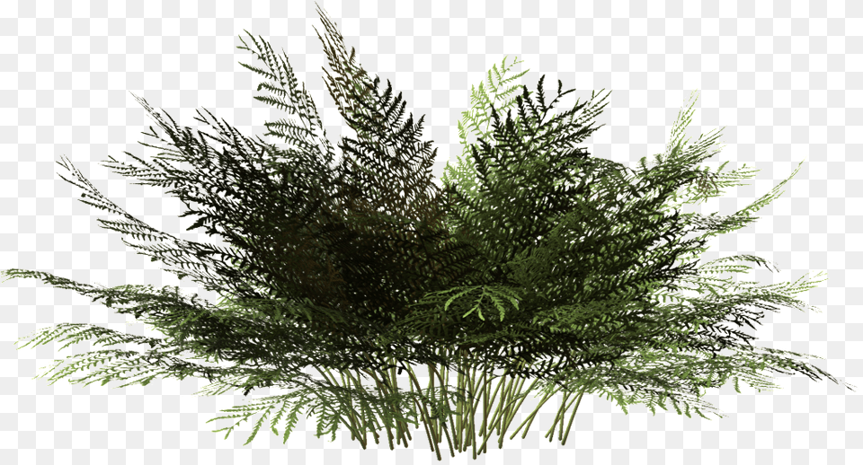 This Product Design Is Black Ink Grass Transparent 3d Flax Plant, Fern, Tree, Leaf Free Png