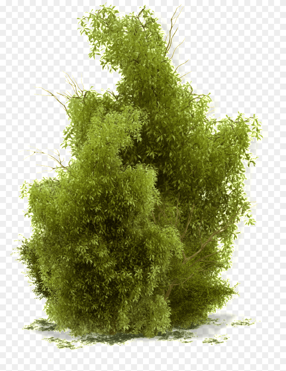 This Product Design Is Growing Tree About Tree Shrub, Green, Moss, Plant, Vegetation Png