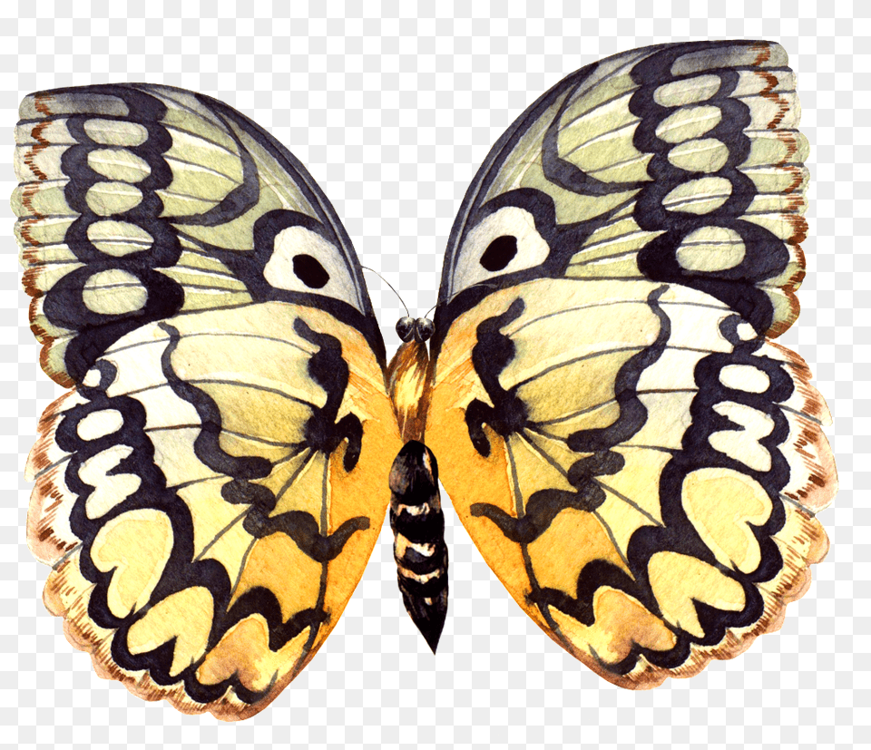 This Product Design Is Hand Painted A Butterfly Specimen Portable Network Graphics, Animal, Insect, Invertebrate, Face Free Png Download