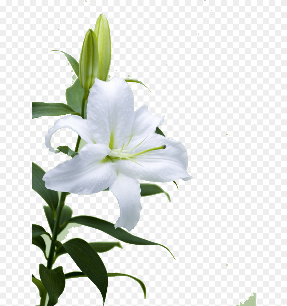 This Product Design Is Hd Lily Flower Illustration, Plant, Petal, Pollen Free Png Download