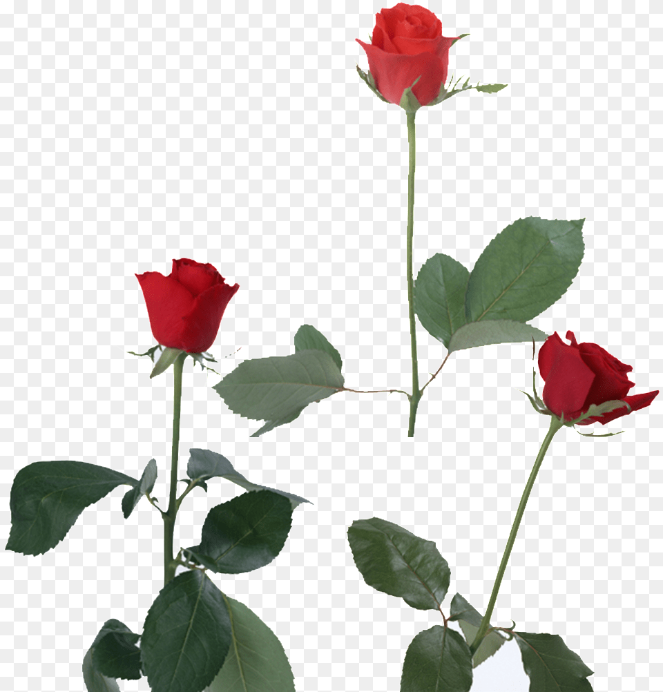 This Product Design Is Red Rose About Flowers Vector Otkritki S Yubileem 55 Let, Flower, Plant Free Png