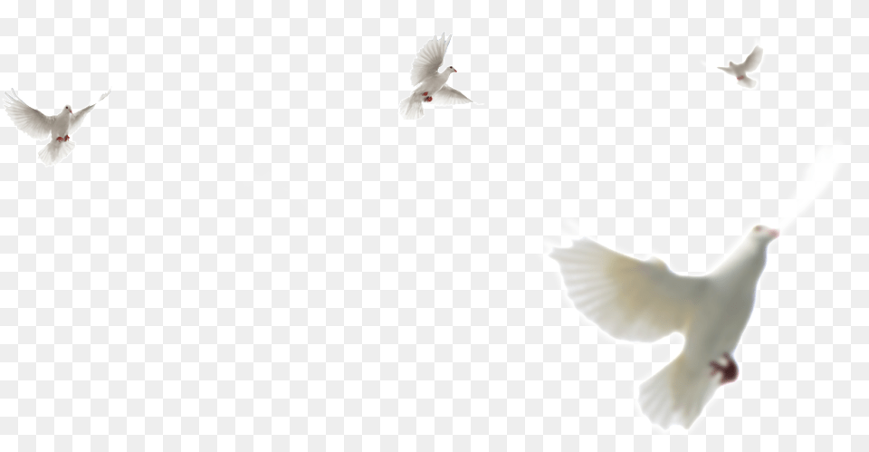 This Product Design Is White Dove Element About Dove In The Sky, Animal, Bird, Pigeon, Baby Free Png Download