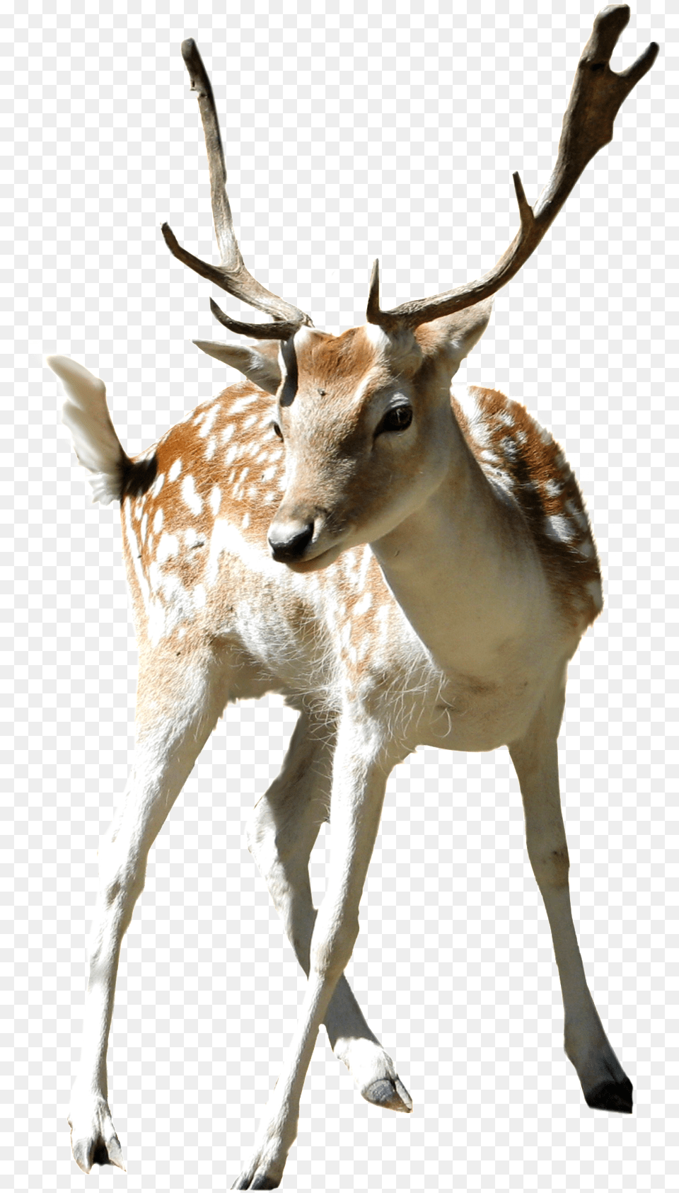 This Product Design Is Zoo Sika Deer Cartoon Deers, Animal, Antelope, Mammal, Wildlife Png