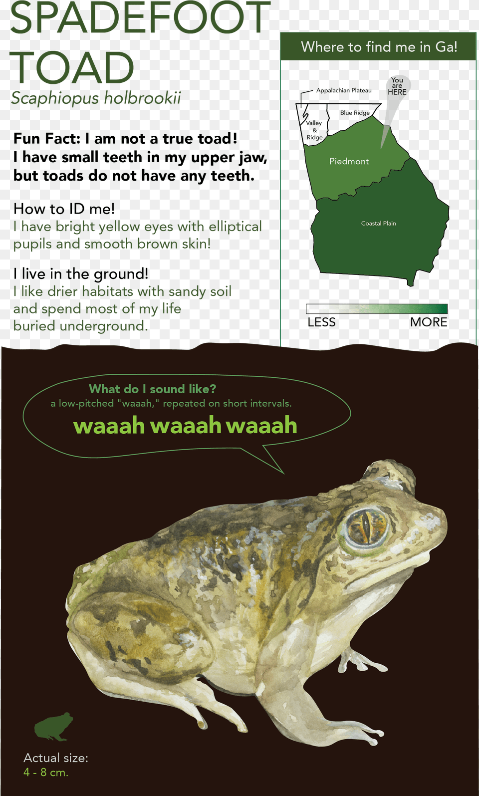 This Project Includes Eastern Spadefoot, Animal, Lizard, Reptile, Amphibian Png