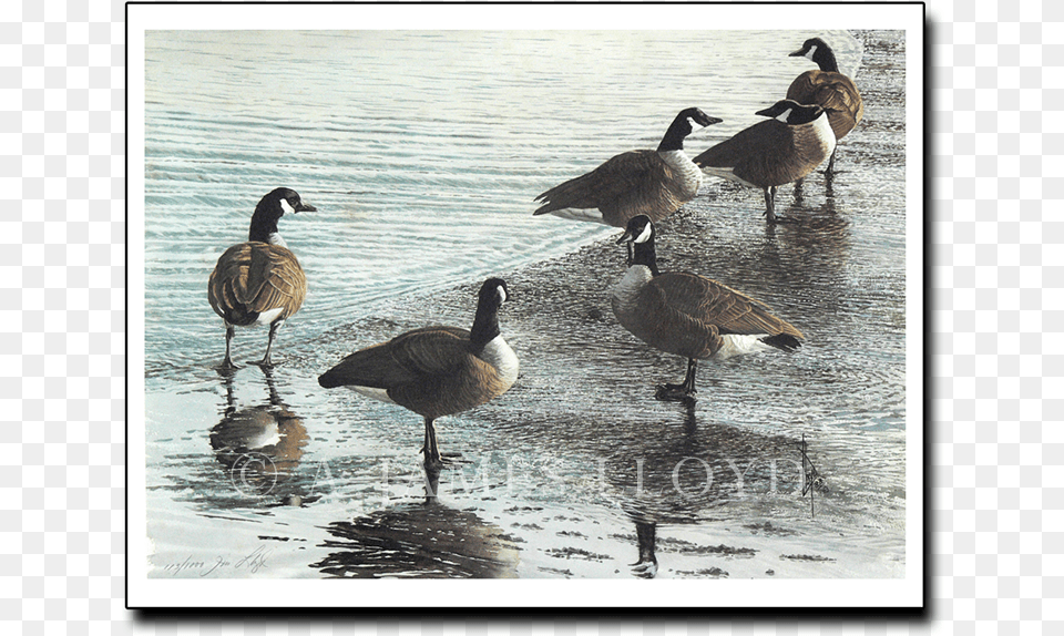 This Puddle39s Mine Canada Goose, Animal, Bird, Waterfowl, Anseriformes Free Transparent Png