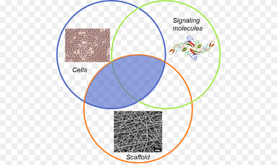 This Report Investigates This Next Generation Of Tissue Tissue Engineering Products, Diagram Free Png Download