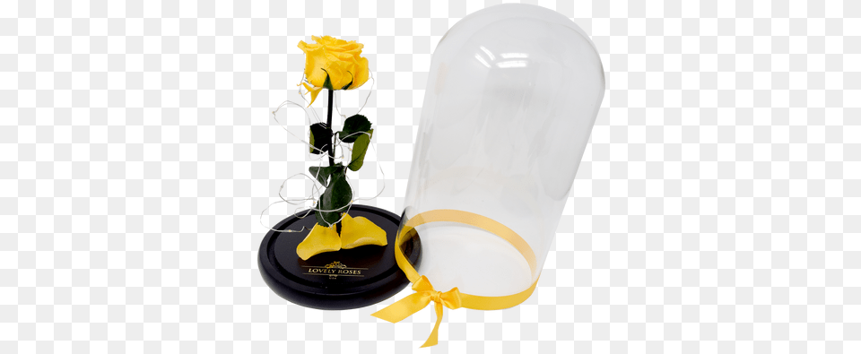 This Rose Is Inspired In The Movie Beauty And The Beast Glass Bottle, Flower, Flower Arrangement, Ikebana, Jar Png