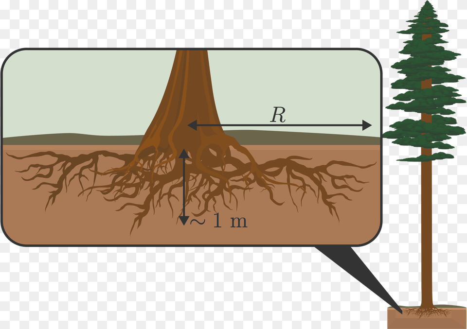 This Soil Is Its Mass Times This Weight Generates, Plant, Tree, Root, Fir Png