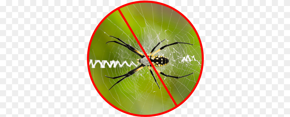 This Will Remove The Beginnings Of Any Webs That Are Garden Spider, Animal, Invertebrate, Argiope, Insect Free Png Download