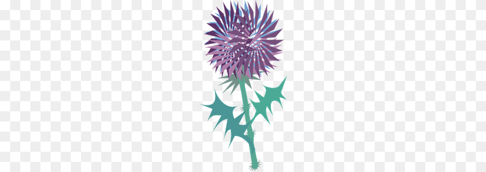 Thistle Flower, Plant, Festival, Hanukkah Menorah Free Png Download