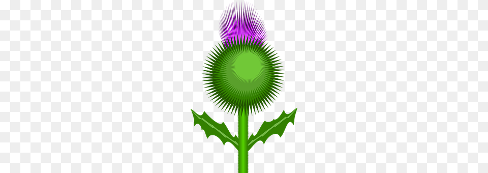 Thistle Flower, Plant, Green, Chandelier Free Transparent Png