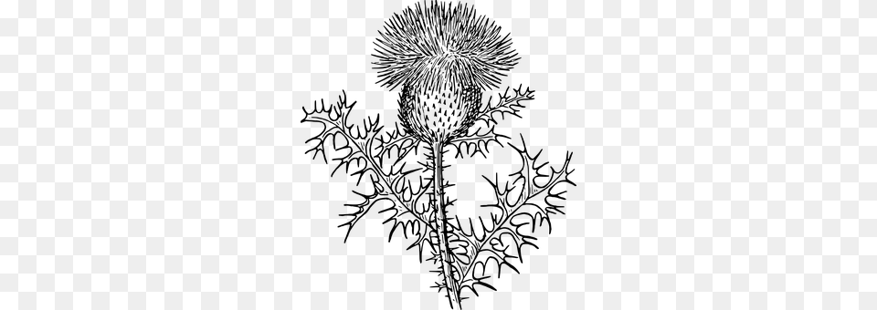 Thistle Gray Free Transparent Png