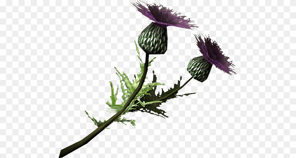 Thistle Branch Thistle, Flower, Plant Png