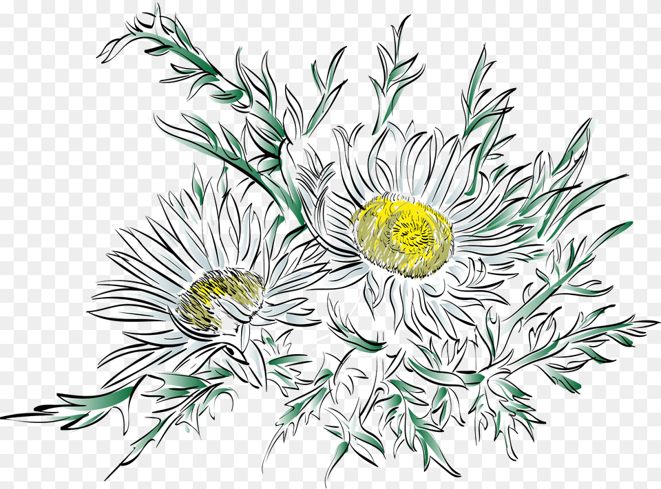 Thistle Clipart, Art, Daisy, Floral Design, Flower Free Png Download