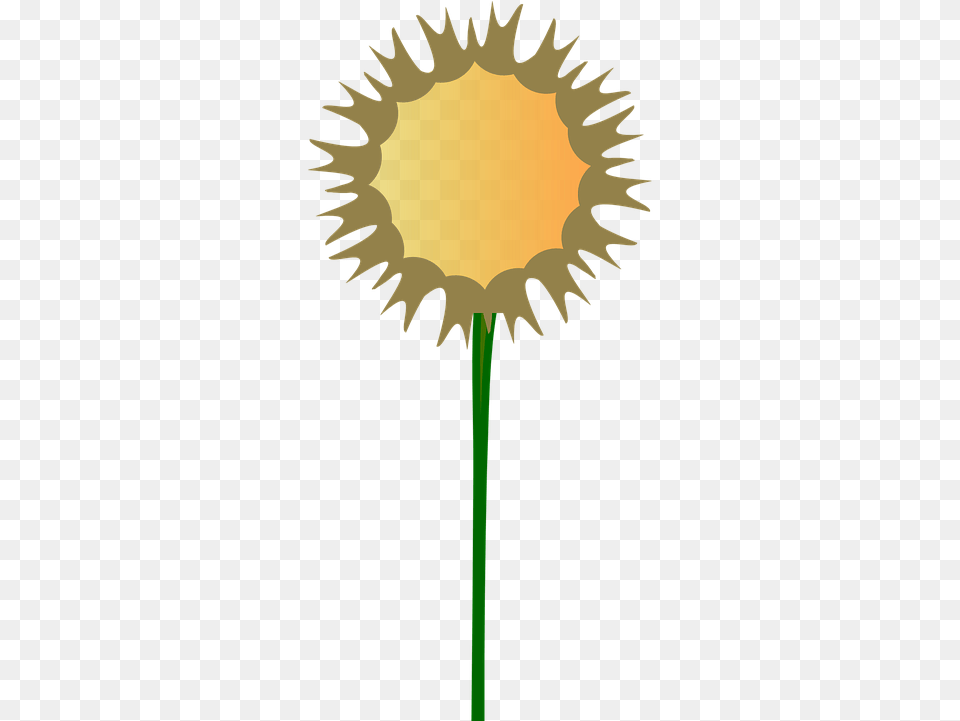 Thistle Flower Stem Free Vector Graphic On Pixabay Bloemstengel, Plant, Sunflower, Petal, Person Png Image