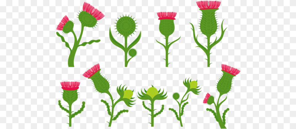 Thistle Flower Vectors Download Vectors Clipart Thistle Cartoons, Plant, Festival, Hanukkah Menorah, Green Png Image