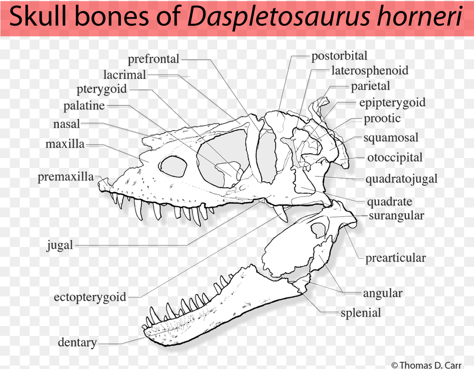 Thomas Carr On Twitter Daspletosaurus Horneri Skull, Baby, Person, Body Part, Mouth Free Transparent Png