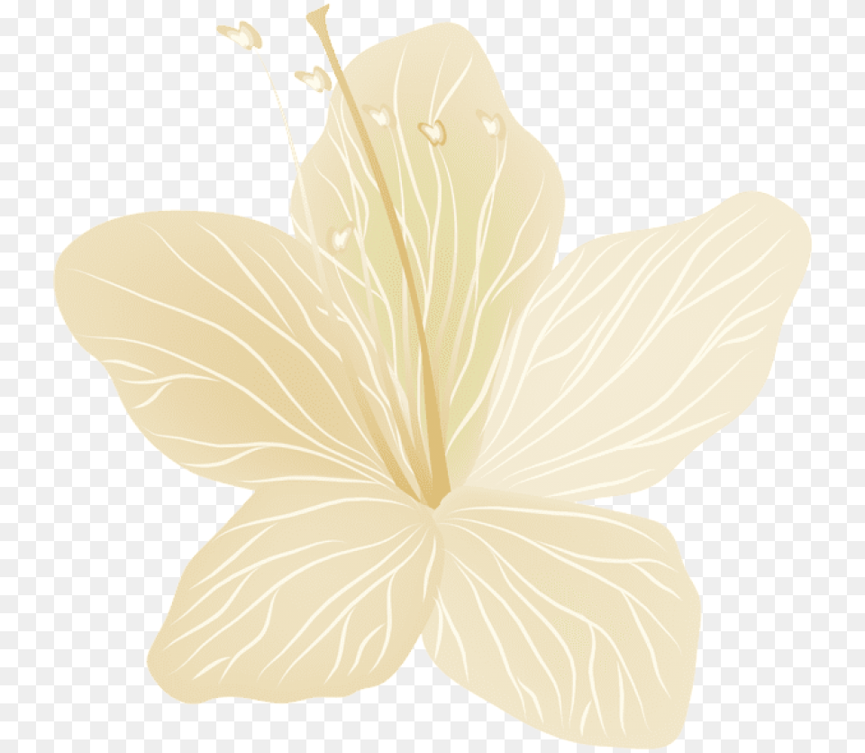 Thoranam Images Chinese Hibiscus, Anther, Flower, Petal, Plant Png Image